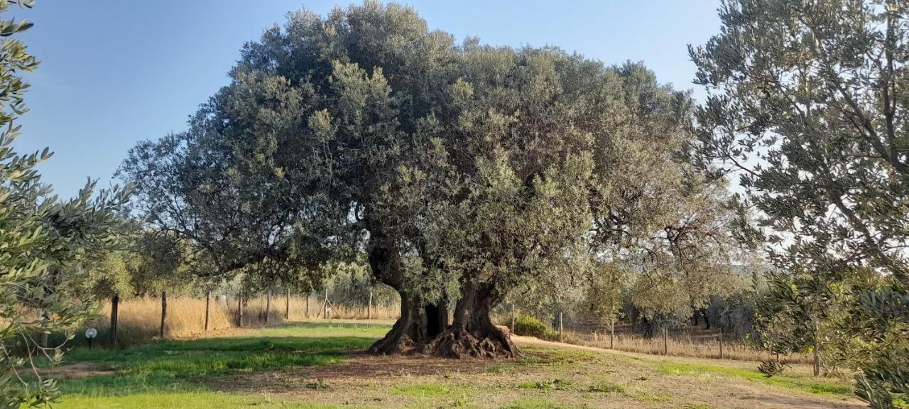 Agriturismo Il Vecchio Olivo Castagneto Carducci Kültér fotó