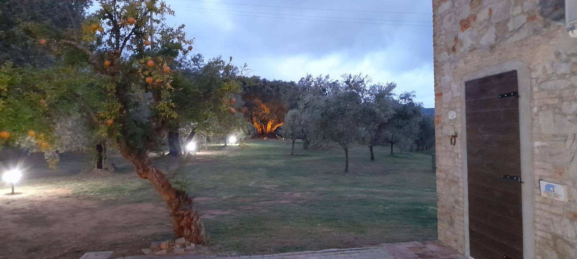 Agriturismo Il Vecchio Olivo Castagneto Carducci Kültér fotó