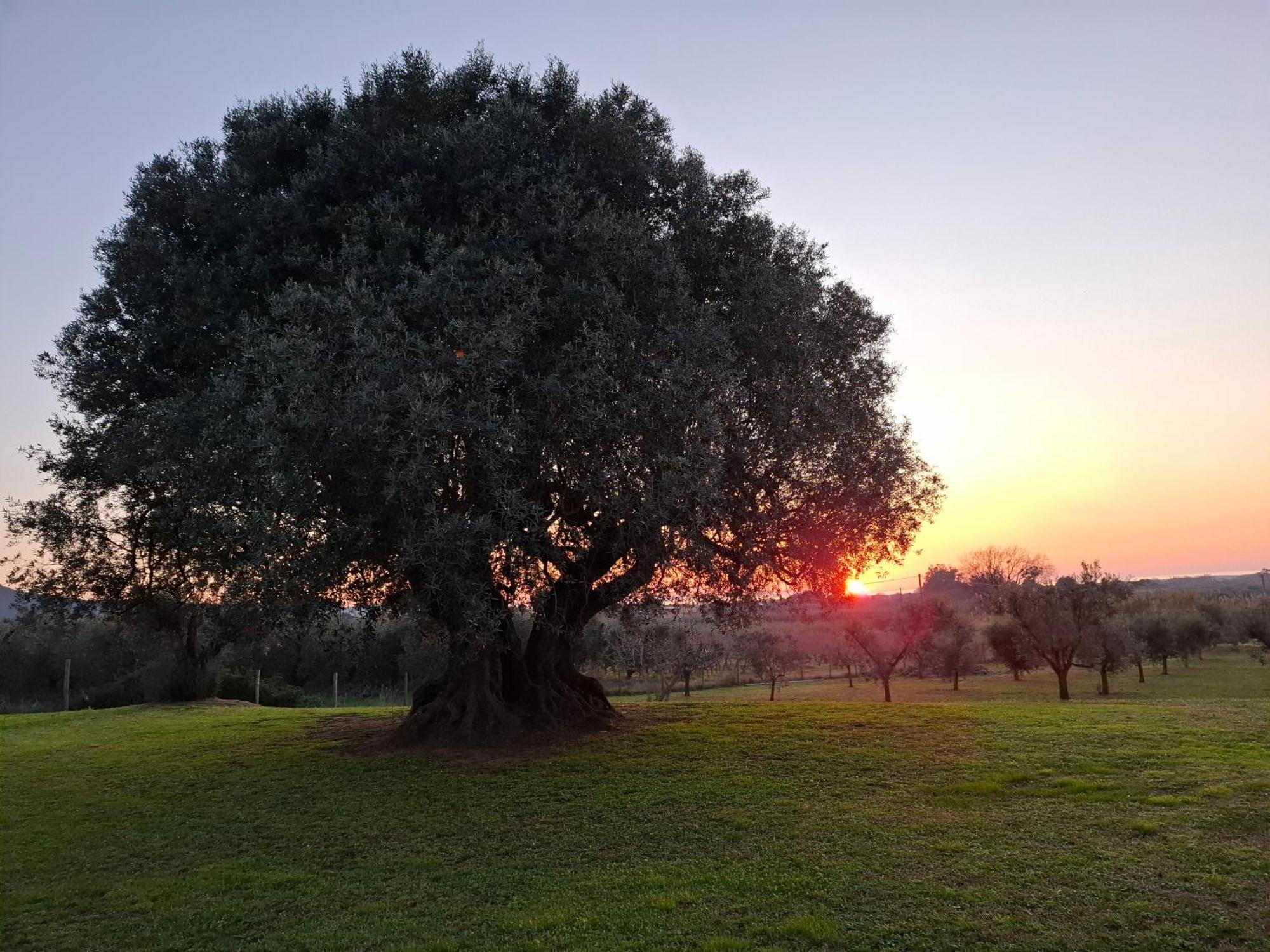 Agriturismo Il Vecchio Olivo Castagneto Carducci Kültér fotó